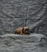 Coco, a female Miniature Schnauzer for sale in Bay Minette, AL – Photo 3 of 3