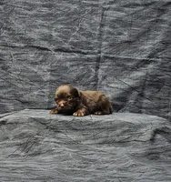 Coco, a female Miniature Schnauzer for sale in Bay Minette, AL – Photo 1 of 3