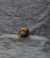 Coco, a female Miniature Schnauzer for sale in Bay Minette, AL – Photo 2 of 3