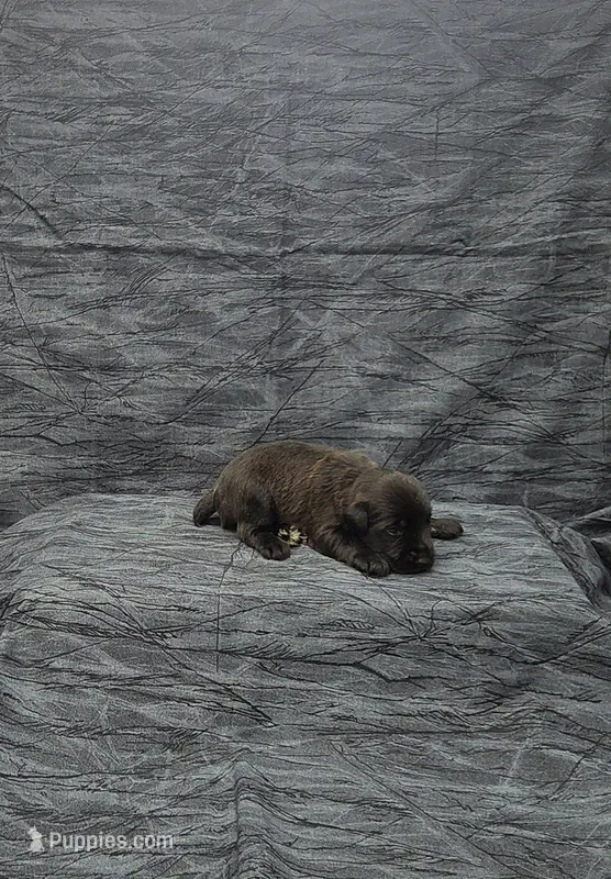 Jack – Miniature Schnauzer puppy for sale in Bay Minette, AL