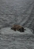 Jack, a male Miniature Schnauzer for sale in Bay Minette, AL – 1 of 3
