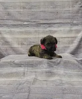 Sasha, a female Miniature Schnauzer for sale in Bay Minette, AL – 3 of 3