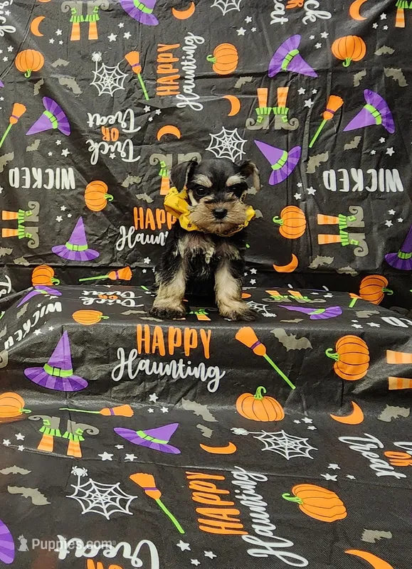 Lady – Miniature Schnauzer puppy for sale in Bay Minette, AL