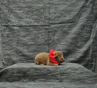 Hershey, a male Miniature Schnauzer for sale in Bay Minette, AL – 2 of 3