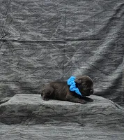 Apollo, a male Miniature Schnauzer for sale in Bay Minette, AL – 3 of 3