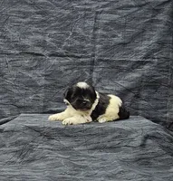 Zoe, a female Miniature Schnauzer for sale in Bay Minette, AL – Photo 1 of 3