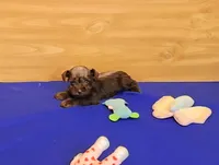 Cocoa, a female Miniature Schnauzer for sale in Bay Minette, AL – Photo 1 of 3