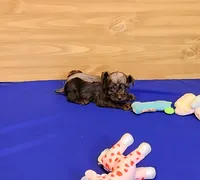 Cocoa, a female Miniature Schnauzer for sale in Bay Minette, AL – Photo 3 of 3