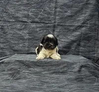 Zoe, a female Miniature Schnauzer for sale in Bay Minette, AL – Photo 2 of 3