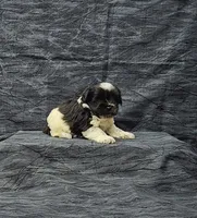 Zoe, a female Miniature Schnauzer for sale in Bay Minette, AL – Photo 3 of 3