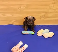 Cocoa, a female Miniature Schnauzer for sale in Bay Minette, AL – Photo 2 of 3