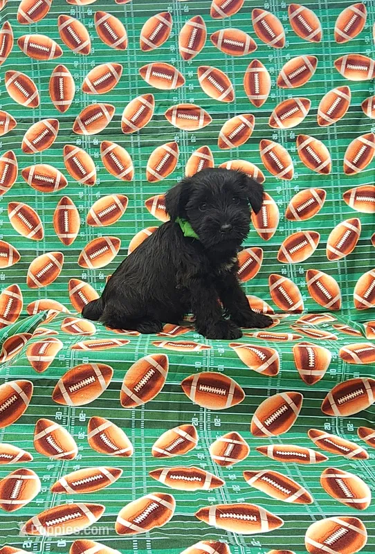 Buster – Miniature Schnauzer puppy for sale in Bay Minette, AL