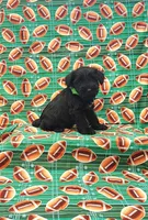 Buster, a male Miniature Schnauzer for sale in Bay Minette, AL – 1 of 3
