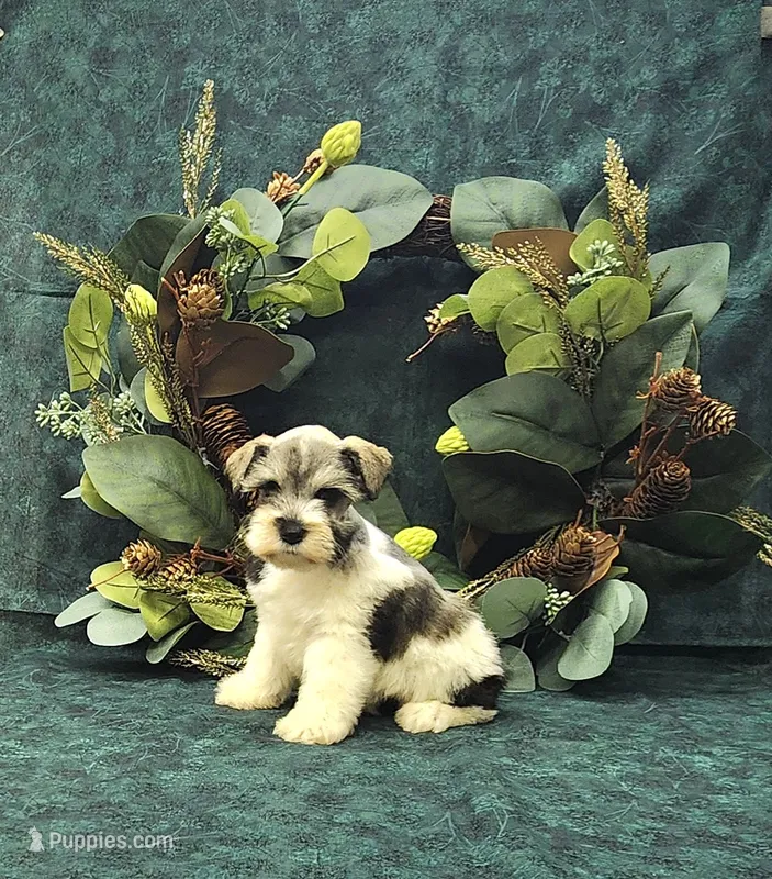 Venus – Miniature Schnauzer puppy for sale in Bay Minette, AL