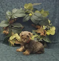 Petey, a male Miniature Schnauzer for sale in Bay Minette, AL – 3 of 3