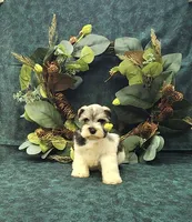 Venus, a female Miniature Schnauzer for sale in Bay Minette, AL – 2 of 4
