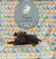 Cocoa, a female Miniature Schnauzer for sale in Bay Minette, AL – Photo 3 of 3