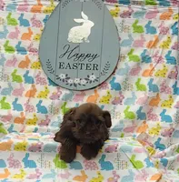 Cocoa, a female Miniature Schnauzer for sale in Bay Minette, AL – Photo 2 of 3