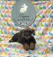 Cookie, a female Miniature Schnauzer for sale in Bay Minette, AL – Photo 2 of 2