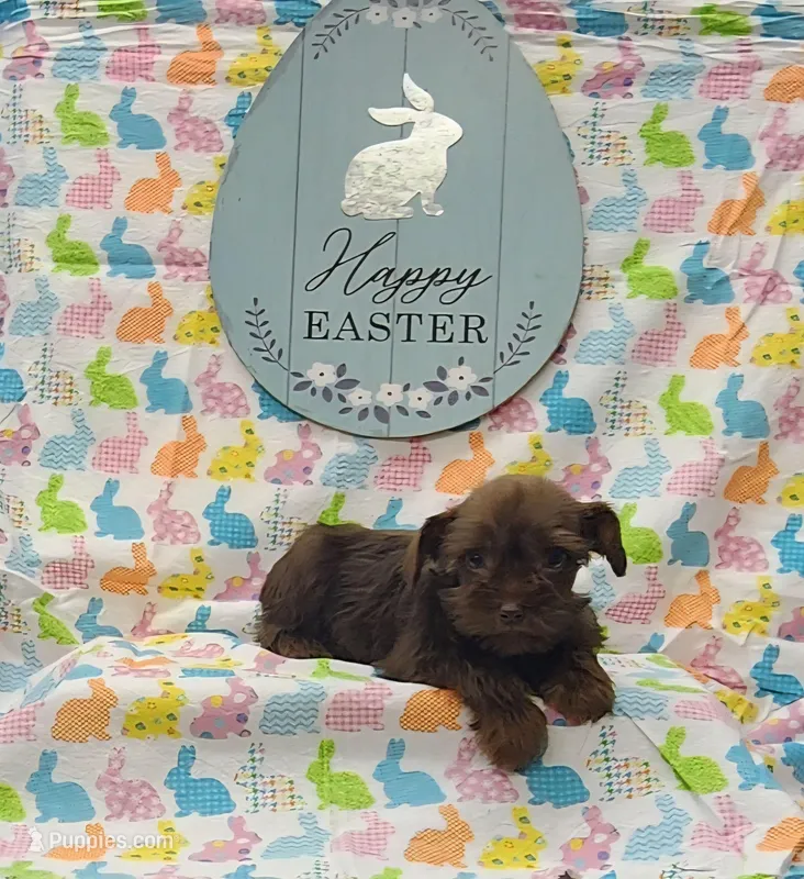 Cocoa – Miniature Schnauzer puppy for sale in Bay Minette, AL