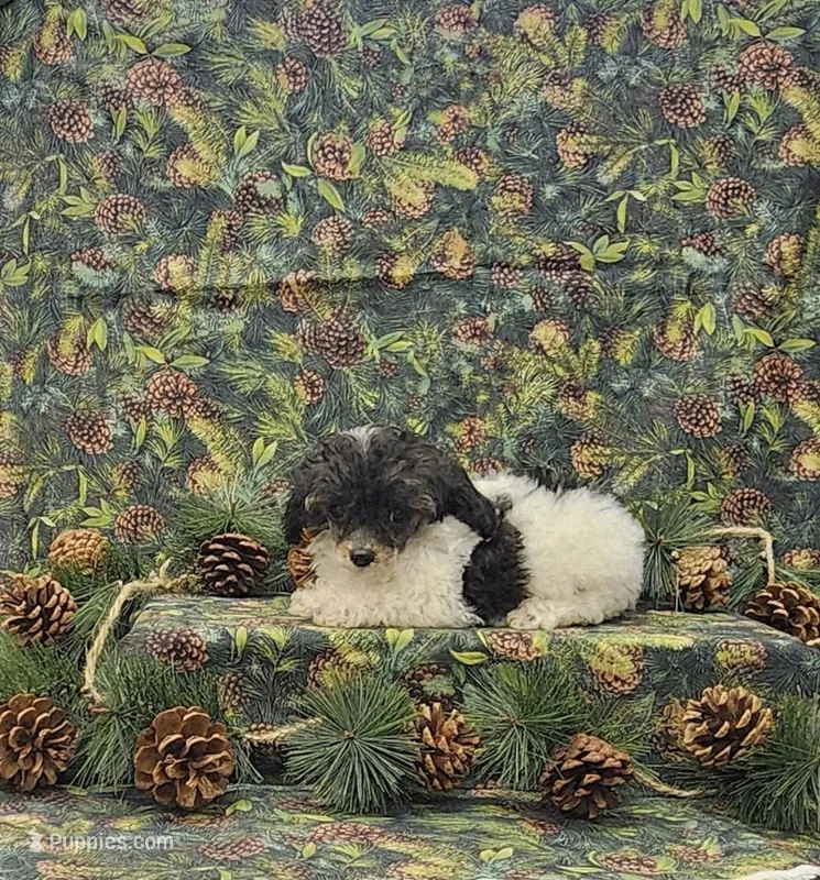 Molly – Poodle - Toy  puppy for sale in Bay Minette, AL