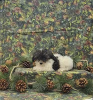 Molly, a female Poodle - Toy  for sale in Bay Minette, AL – Photo 1 of 3