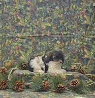 Molly, a female Poodle - Toy  for sale in Bay Minette, AL – Photo 3 of 3