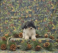 Molly, a female Poodle - Toy  for sale in Bay Minette, AL – Photo 2 of 3