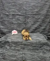 Lilly, a female Miniature Schnauzer for sale in Bay Minette, AL – 2 of 3