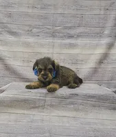 Sammy, a male Miniature Schnauzer for sale in Bay Minette, AL – 3 of 3