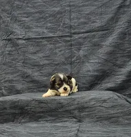 Venus, a female Miniature Schnauzer for sale in Bay Minette, AL – 3 of 3
