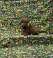 Mounds, a male Miniature Schnauzer for sale in Bay Minette, AL – 2 of 3