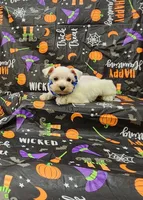 Sasha, a female Miniature Schnauzer for sale in Bay Minette, AL – 3 of 3