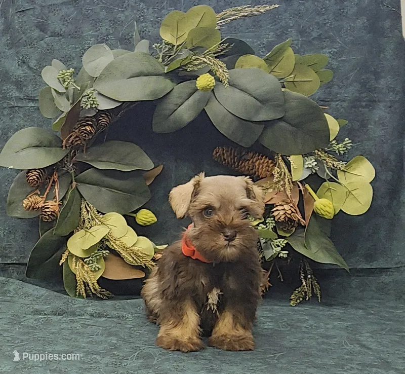 Petey – Miniature Schnauzer puppy for sale in Bay Minette, AL