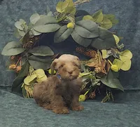 Leo, a male Miniature Schnauzer for sale in Bay Minette, AL – 3 of 3