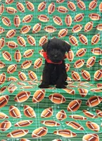 Bear, a male Miniature Schnauzer for sale in Bay Minette, AL – 2 of 3