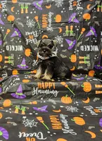 Lilly, a female Miniature Schnauzer for sale in Bay Minette, AL – 2 of 3
