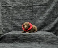 Hershey, a male Miniature Schnauzer for sale in Bay Minette, AL – 1 of 3