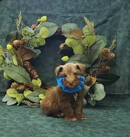 Mounds, a male Miniature Schnauzer for sale in Bay Minette, AL – 2 of 3