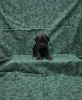 Jack, a male Miniature Schnauzer for sale in Bay Minette, AL – 2 of 3