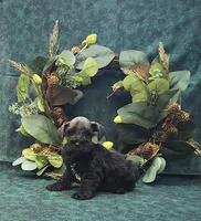 Apollo , a male Miniature Schnauzer for sale in Bay Minette, AL – 2 of 4