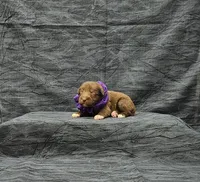 Cocoa, a female Miniature Schnauzer for sale in Bay Minette, AL – 1 of 3