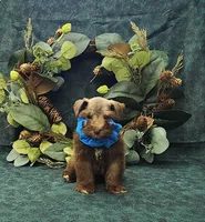 Mounds, a male Miniature Schnauzer for sale in Bay Minette, AL – 3 of 3