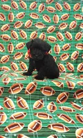 Bear, a male Miniature Schnauzer for sale in Bay Minette, AL – 3 of 3