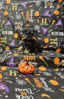 Lenny, a male Miniature Schnauzer for sale in Bay Minette, AL – 3 of 3