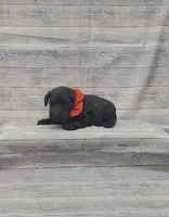 Bear, a male Miniature Schnauzer for sale in Bay Minette, AL – 3 of 3