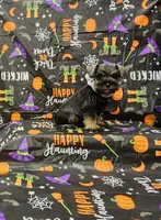 Lilly, a female Miniature Schnauzer for sale in Bay Minette, AL – 3 of 3