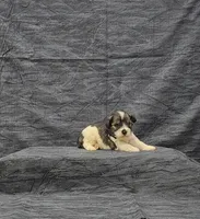 Venus, a female Miniature Schnauzer for sale in Bay Minette, AL – 2 of 3