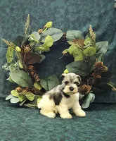 Venus, a female Miniature Schnauzer for sale in Bay Minette, AL – 3 of 4