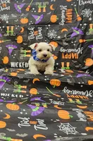 Sasha, a female Miniature Schnauzer for sale in Bay Minette, AL – 2 of 3
